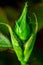 Closed rose bud. Bud macro closeup.The concept of the beauty of nature and its flowering