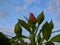 Closed rose buds against the blue sky