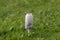 Closed Shaggy Ink Cap