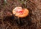 Closed to an Orange and red mushroom with little white  spots and drie brown pine trees needles at background
