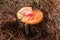 Closed to an Orange and red mushroom with little white  spots and drie brown pine trees needles at background