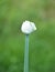 Closed umbel of onion flower on green