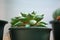 Closed up Ariocarpus fissuratus cactus in flower pot