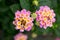 Closed up beautiful blooming Lantana camera