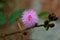 Closed Up of a Blooming Fluffy Pink Wild Flower, Blurred Background