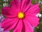 Closed up blooming vivid pink Cosmos flowers in the sunlight