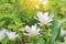 Closed up of blooming white Krachai flower Siam tulip in the summer garden with rays of sunlight