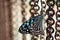 Closed up  blue green butterfly rusty chain background
