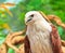 Closed up Brahminy Kite