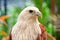 Closed up Brahminy Kite