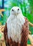 Closed up Brahminy Kite