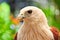 Closed up Brahminy Kite