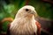 Closed up Brahminy Kite