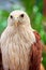 Closed up Brahminy Kite