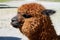 Closed Up a Brown Fluffy Alpaca on the Peruvian Altiplano of Arequipa region, Peru