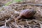 Closed up. brown snail on straw floor