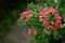 Closed Up Bunch of Blooming Vivid Pink Color Crown of Thorns Flowers with Green Leaves