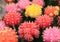 Closed up Bunch of Vibrant Pink, Yellow, Red Color Mini Cactus Plants, with Selective Focus