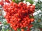 Closed up bunch of vibrant red wild berries on the tree, with selective focus