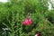 Closed Up Bunch of Vivid Pink Cantuta Flowers with Blurred Big Trees in Background, La Paz, Bolivia, South America