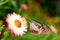 Closed up Butterfly on flower during hot day