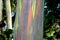 Closed up of a colorful trunk of Rainbow Eucalyptus tree