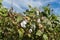 Closed up Cotton ball, Cotton blossom ready for harvesting,cotton tree.