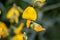 Closed up CROTALARIA JUNCEA or SunHemp,yellow flowers