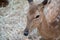 Closed up deer eye and its eye gum against blurred dried straw