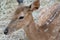 Closed up deer eye and its eye gum against blurred dried straw