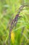 Closed up ear of riceberry in farm of Thailand