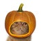 Closed up face of scottish fold cat wearing pumpkin hat for Halloween celebration