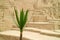 Closed up green plant with blurry Huaca Pucllana ancient structure in background, Miraflores, Lima, Peru