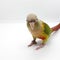 Closed up Greencheek parrot bird look straight and stand on white background. lovely animal