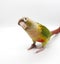 Closed up Greencheek parrot bird Tilted his head on white background. lovely animal