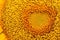 Closed up Heart shaped sunflower pollen