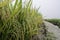 Closed up image paddy tree over cloudy sky