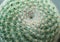 Closed up Mammilaria perbella cactus with white thorn texture background. Succulent plant small beautiful and drought resistant,