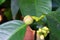 Closed up mangosteen flower