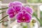 Closed up of Moth Orchid or moon orchids that are blooming in a combination of purple, pink and white