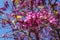 Closed up of pink Judas, Judasbaum Cercis siliquastrum flowers