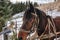 Closed up portrait of brown harnessed horse on the background of