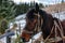 Closed up portrait of brown harnessed horse on the background of