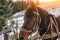 Closed up portrait of brown harnessed horse on the background of