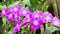 Closed up of purple Dendrobium orchids on natural green background.