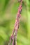 Closed up Riceberry rice grain in paddy farm