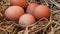 Closed up rotate video shot of straw nest chicken egg, real country life