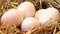 Closed up rotate video shot of straw nest duck egg, real country life