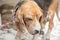 Closed up and selective focus of bathing beagle dog outdoor in the house with people`s hands rubbing with foam on dog`s body and