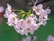 Closed up shot of Sakura Cherry Blossom and Branches